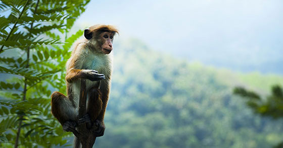 Monkey tree