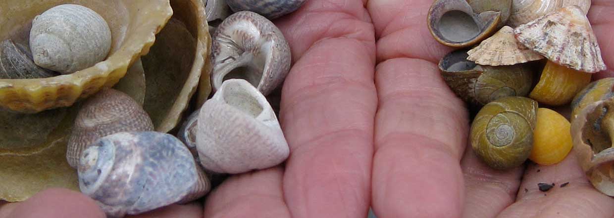 Hands with shells