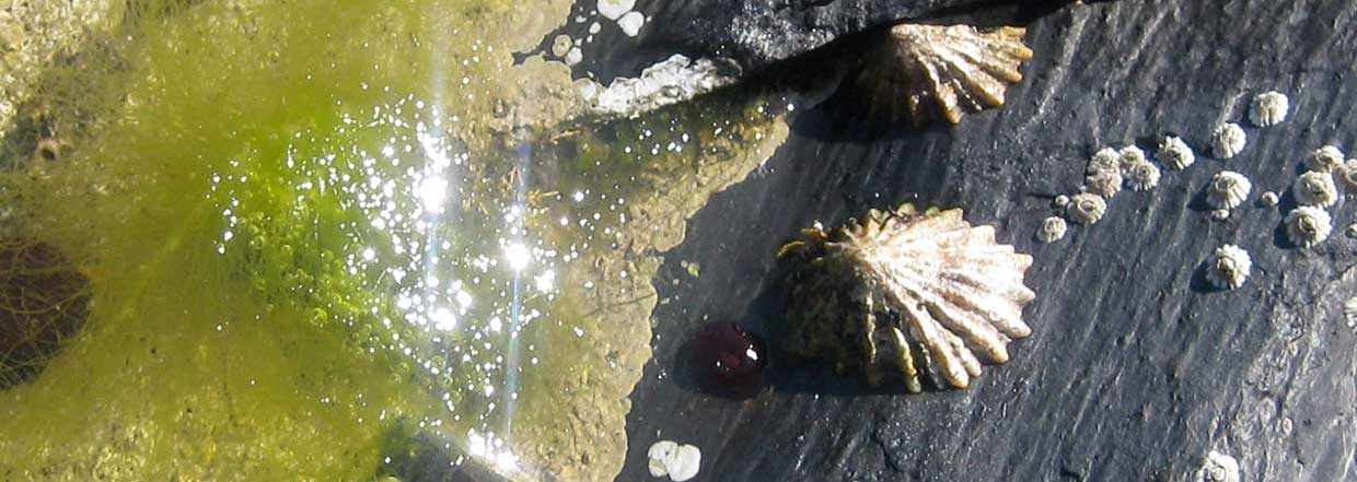 Barnacles and slime